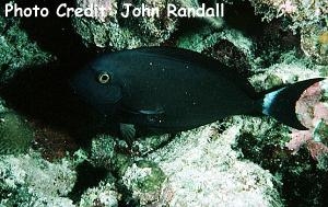  Acanthurus albipectoralis (Whitefin Tang/Surgeonfish)