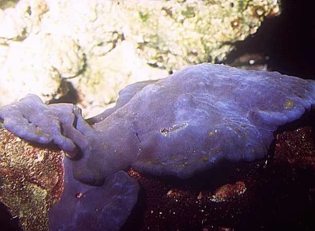 Section: Sponges: Group: General Aquarium Sponges: Species: Collospongia  auris (Blue Ear Sponge)