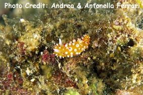  Cadlinella ornatissima (Sea Slug)