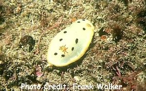  Chromodoris aspersa (Sea Slug)