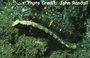  Cryptocentrus leucostictus (Saddled Prawn Goby)