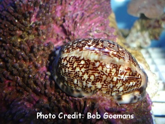  Mauritia arabica (Arabian Cowry)