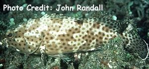  Epinephelus howlandi (Blacksaddle Grouper)