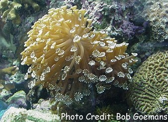  Goniopora lobata (Flowerpot Coral)