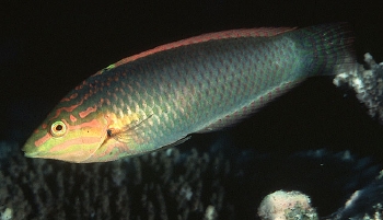  Halichoeres solorensis (Green Wrasse)