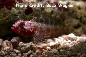  Labrisomus kalisherae (Downy Blenny)