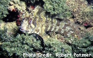  Parablennius gattorugine (Tompot Blenny)