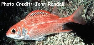  Sargocentron punctatissimum (Speckled Squirrelfish, Peppered Squirrelfish)