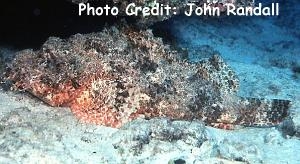  Scorpaenopsis cacopsis (Titan Scorpionfish)