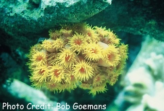  Tubastrea coccinea (Sun Coral, Orange Cup Coral, Rose Coral, Orange Polyp Coral)