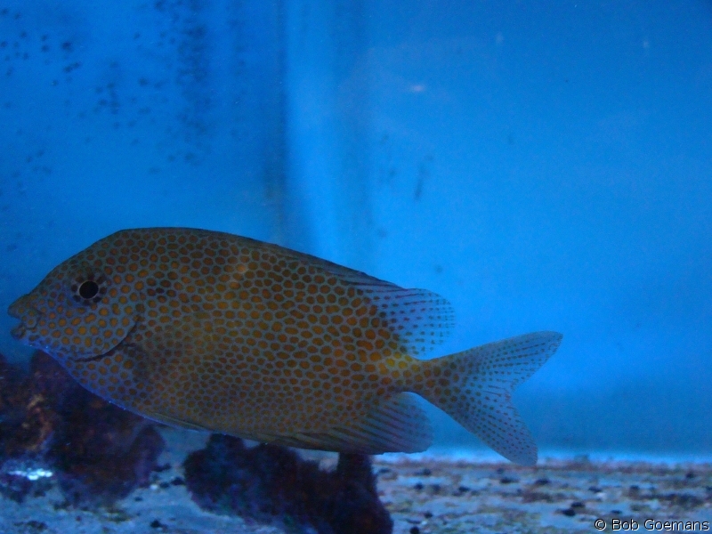 Seastar 10''(25CM) Aquarium Fish Net Price in India - Buy Seastar  10''(25CM) Aquarium Fish Net online at