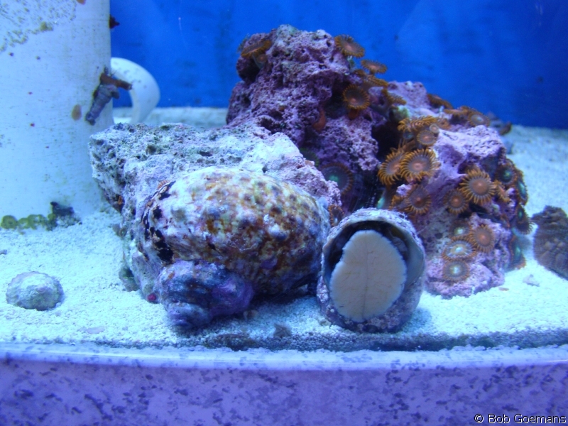 Red Foot Moon Snail