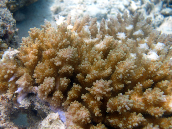 Section: Corals - Stony: Group: Family Acroporidae - Acropora 