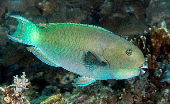 Section: Fish Library: Group: Parrotfishes: Species: Chlorurus ...