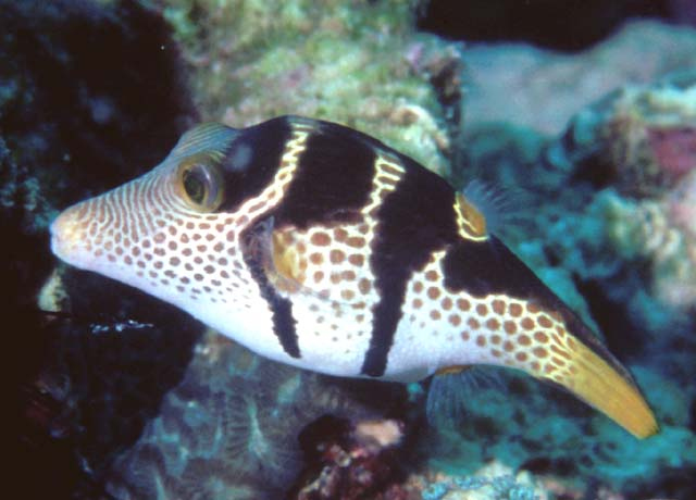 Section: Fish Library: Group: Pufferfishes: Species: Canthigaster ...