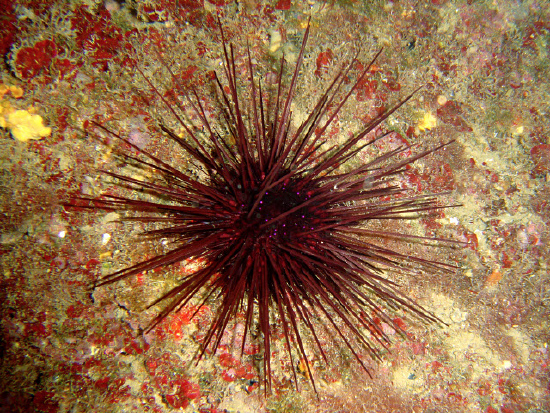 Section: Urchins: Group: Common Urchins: Species: Centrostephanus ...