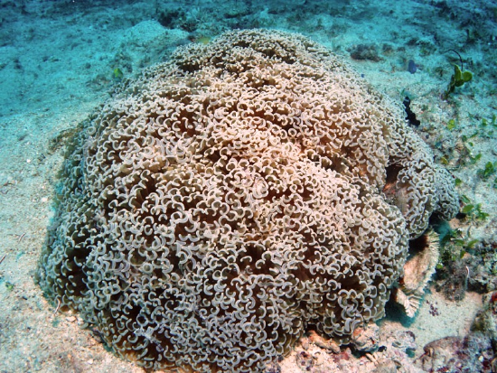 Section: Corals - Stony: Group: Family Euphyllidae - Catalaphyllia ...