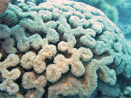 Section: Corals - Stony: Group: Family Euphyllidae - Catalaphyllia ...