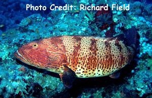  Plectropomus pessuliferus (Roving Coral Grouper)