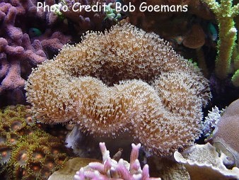 The Living Marine Aquarium Manual: Chapter 16 - Coral Selection. By Bob ...