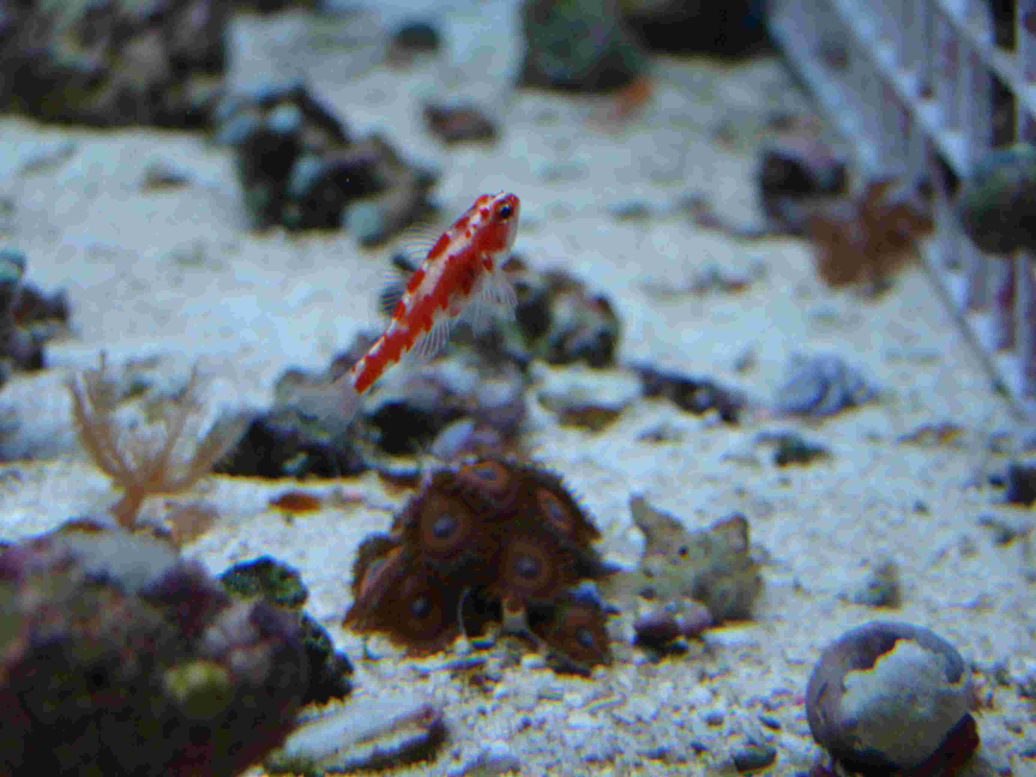 Section: Fish Library: Group: Gobies: Species: Trimma rubromaculatus ...