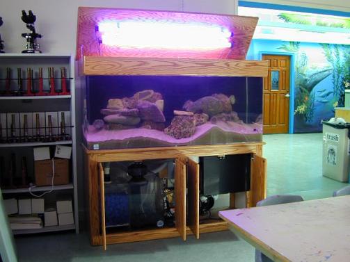 Saltcorner: Aquarium Photo Gallery