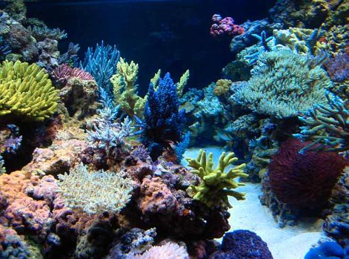 Saltcorner: Aquarium Photo Gallery