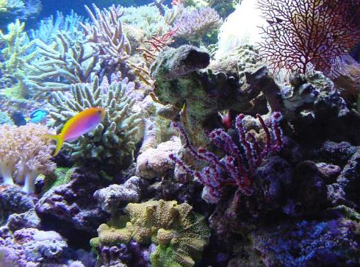 Saltcorner: Aquarium Photo Gallery